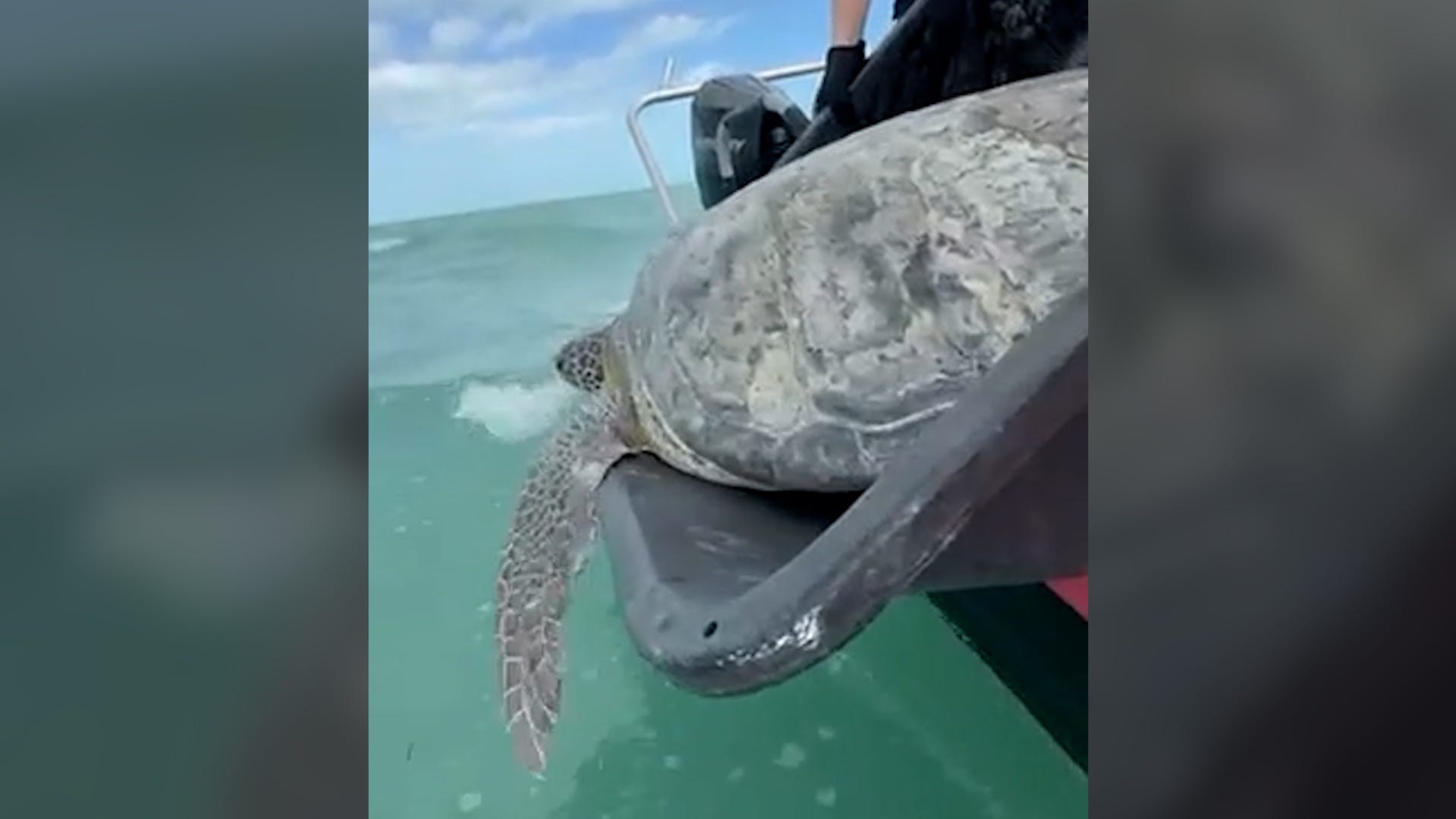 Heartwarming moment sea turtle returns to the ocean after a flipper amputation