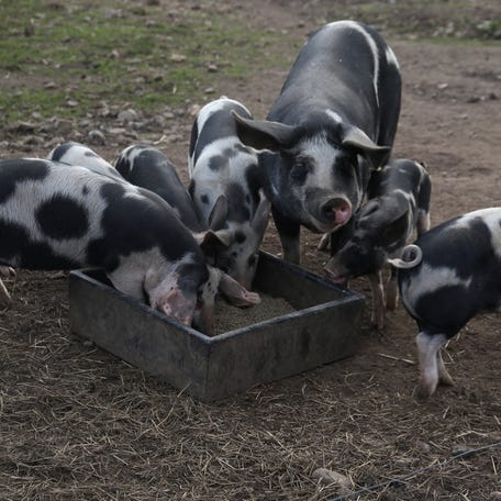 Free-range pigs feed on a farm in Vipperod, Denmark, October 21, 2024. REUTERS/ Tom Little