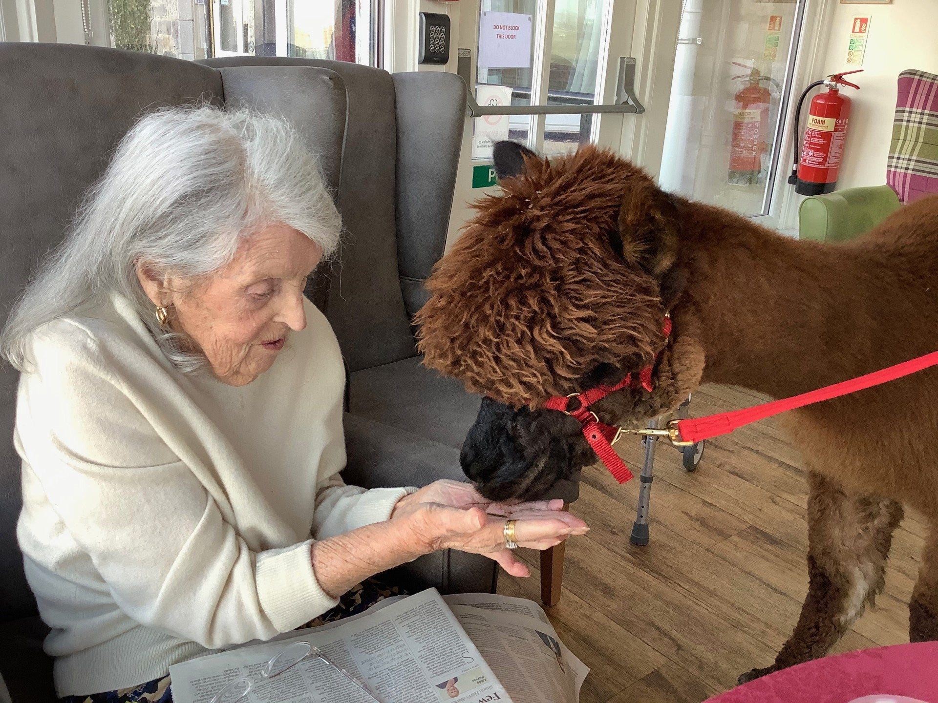 Elderly care home residents were delighted when Alpacas visited them for an animal therapy session.