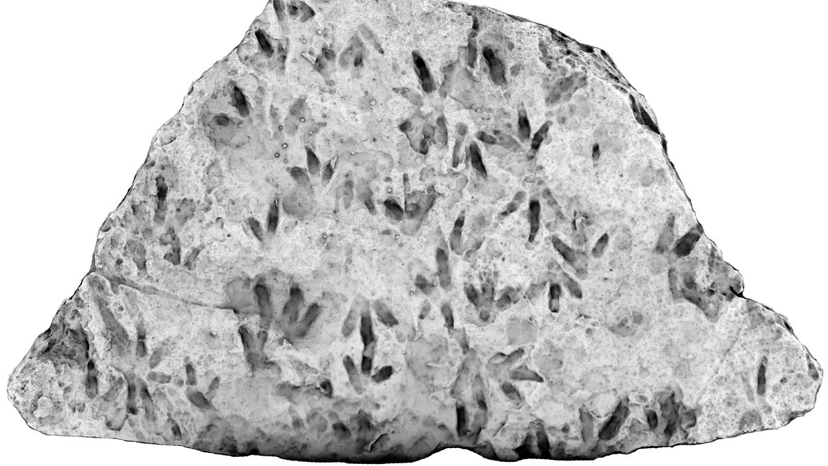 This rock slab contains prints from 47 dinosaurs. It was on display at a high school.