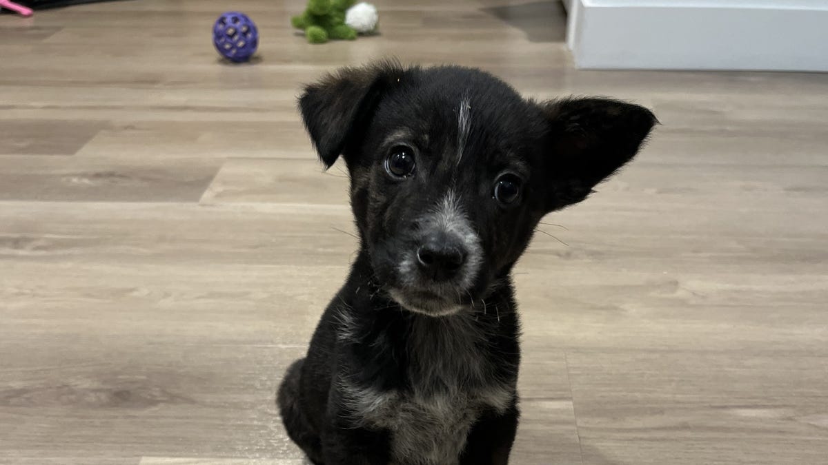 The costs to own a dog or cat are about to get more expensive The costs to own a dog or cat are about to get more expensive