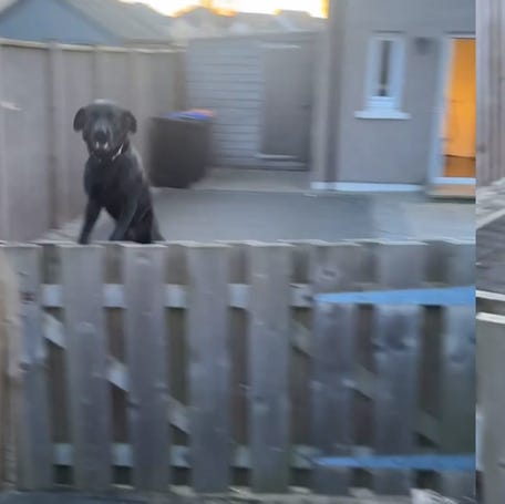 Loving Labrador bounces with excitement at owner's return