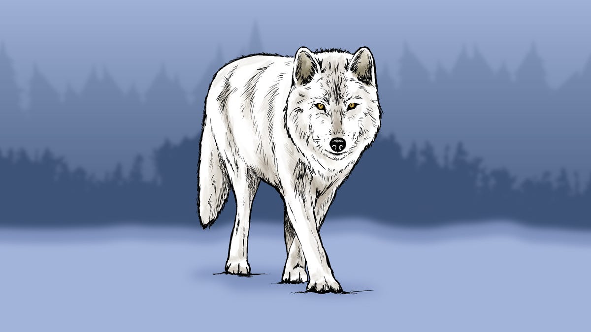 The dire wolf went extinct 13,000 years ago. What to know about this colossal beast