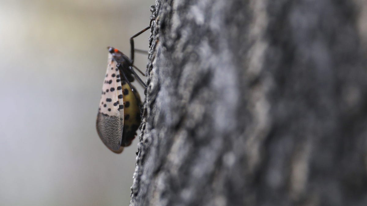 Syndication Democrat And Chronicle