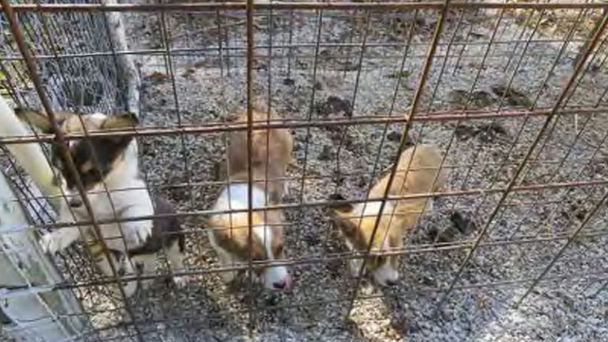 14 southwest Missouri breeders make list of Humane World for Animals’ ‘Horrible Hundred’ 14 southwest Missouri breeders make list of Humane World for Animals’ ‘Horrible Hundred’