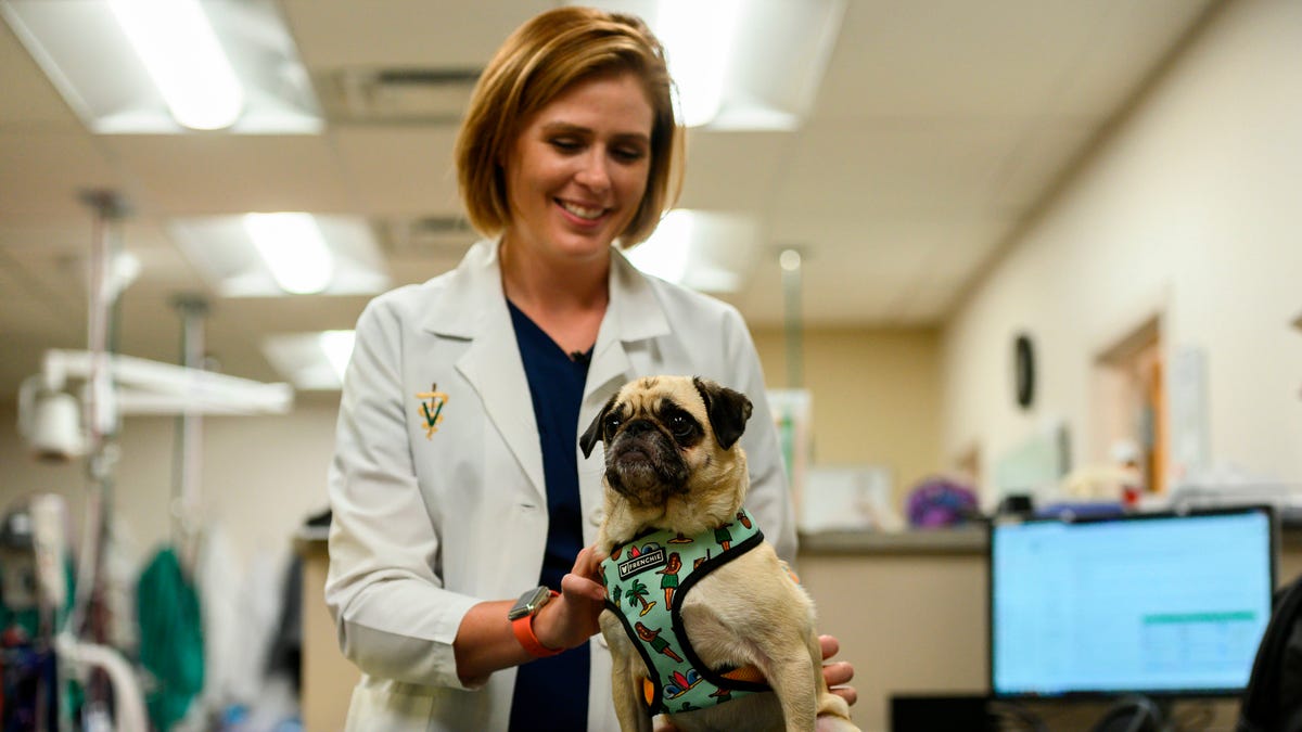 Why more than half of pet owners are declining veterinary care Why more than half of pet owners are declining veterinary care