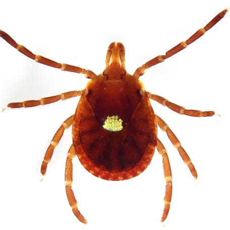 Microscopic image of a Lone Star tick.