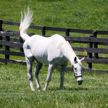 Silver Charm in the pasture at Old Friends Farm in Georgetown, Kentucky.