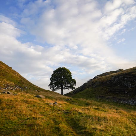Sycamore Gap on Hadrian's Wall on August 27, 2022 in Hexham, United Kingdom.