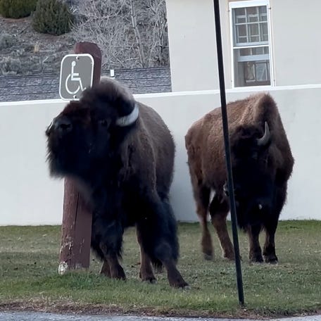 Hungry bison gorge on fresh green grass on the edge of Yellowstone National Park
