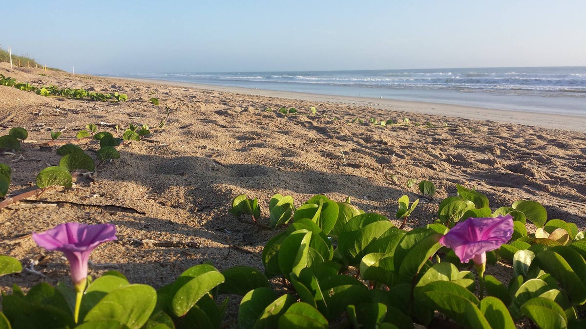 A railroad vine blooms at Canaveral National Seashore.