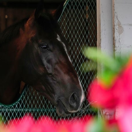 Sovereignty rests with the blanket of red roses outside of his stall the day after winning the 151st Kentucky Derby. His trainer Bill Mott has not committed yet to running him in the Preakness in two weeks.