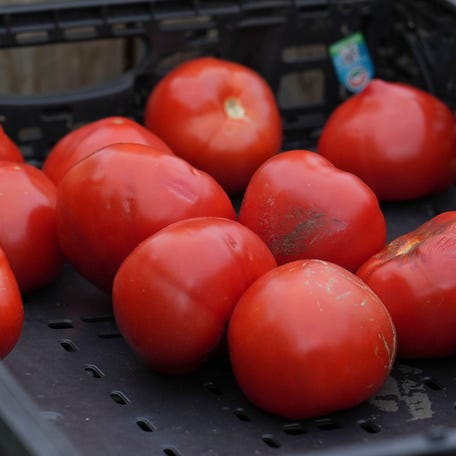 Tomatoes are for sale on the opening day of the Brandywine Park Farmers Market, May 3, 2025. The market is scheduled for most Saturdays through October, with some on Sundays due to other events.