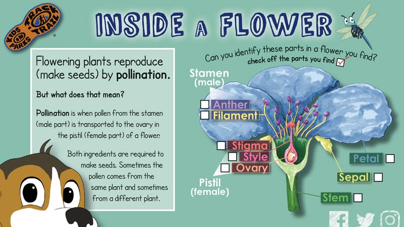 Tracktivity: Flowering plants reproduce by pollination