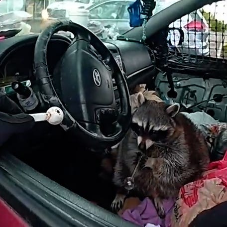 Police were shocked to find a raccoon holding a meth pipe during traffic stop