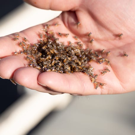 Sterile fruit flies the California Department of Food and Agriculture plans to release into Alameda and Santa Clara counties to lower MedFly populations.