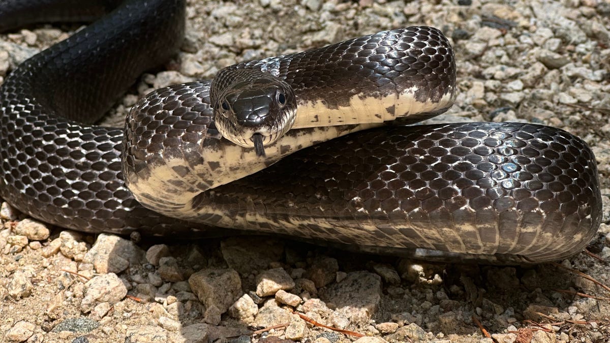 NC residents saw a power outage. The reported cause? A black snake.