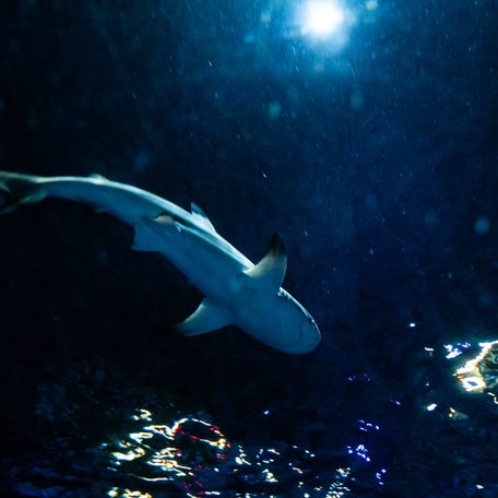 A blacktip reef shark is shown in the main oceanarium at Sea Life Florida at Legoland Florida Resort. The first marine animals have arrived at the aquarium, scheduled to open June 6.