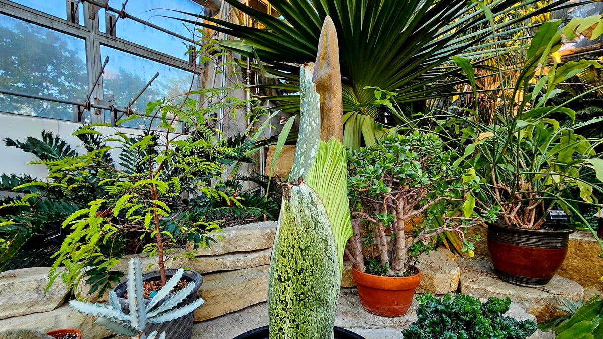 Another corpse plant is set to bloom in central Iowa. And yes ...