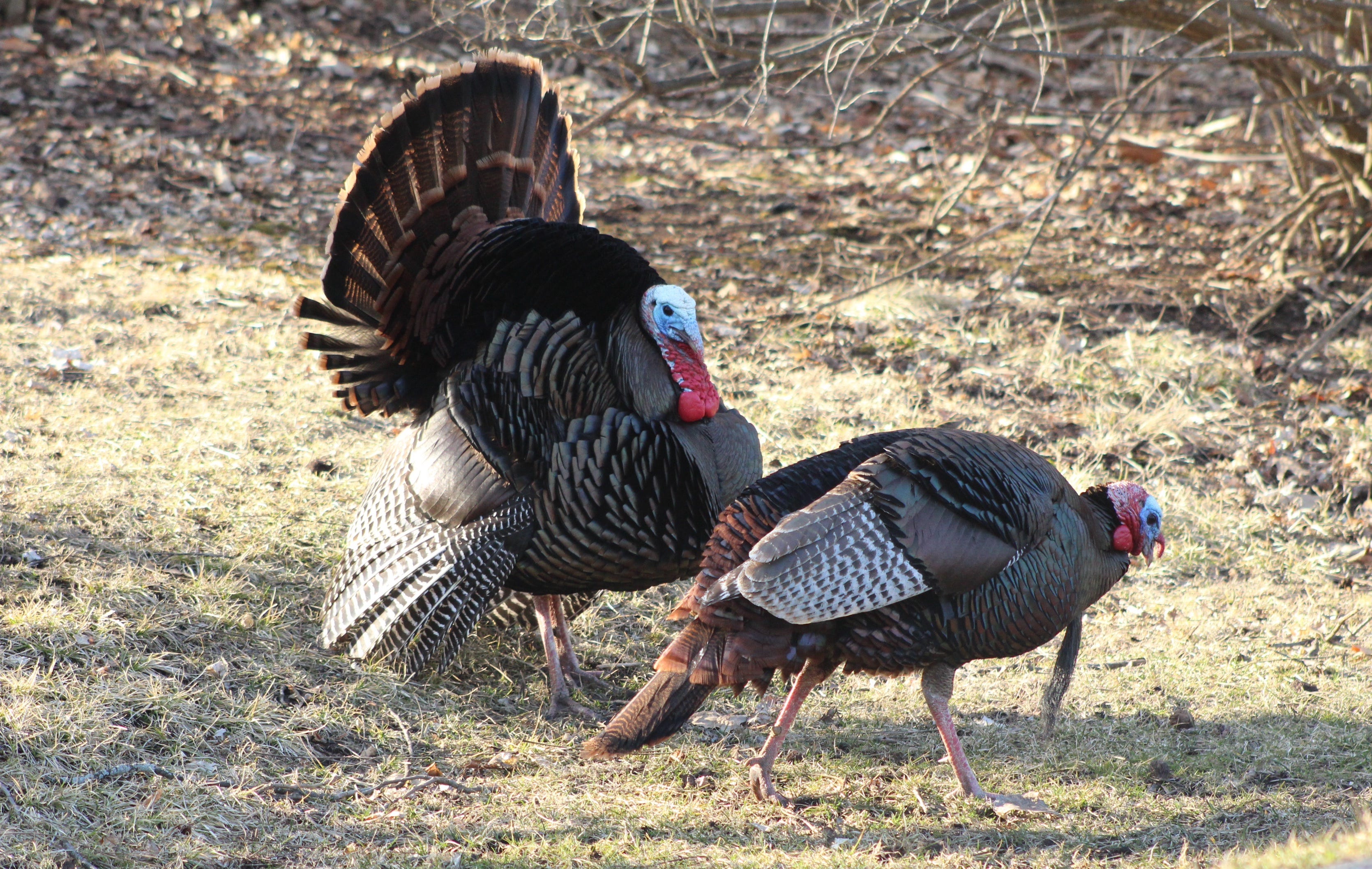 Basic rules of firearm safety ignored in youth turkey hunting shooting