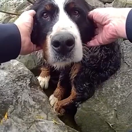 Bodycam captures dramatic police rescue of Bernese mountain dog THUMB