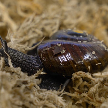 A New Zealand's Department of Conservation's ranger caring for a rare snail has recorded it laying an egg.