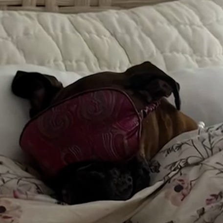 Pet Boxer Poppy gets tucked into bed by Grandpa after couch drama in viral video thumb