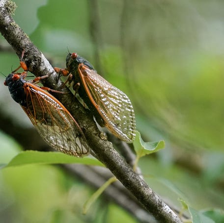 Cicadas from brood XIX are seen on a tree in Angelville, Georgia on May 23, 2024.