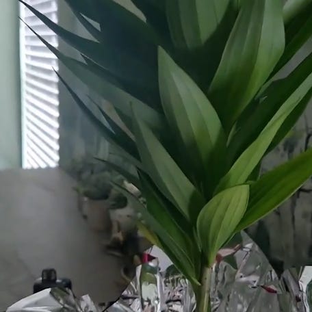 Earthquake in Tennessee, felt in several states