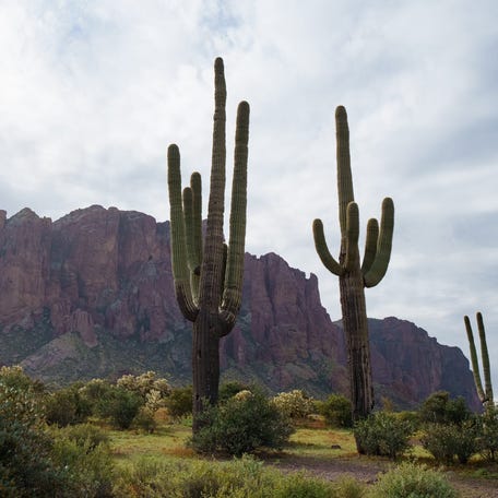 Saguaro cactuses stand by a hiking trail near the Superstition Mountains at Lost Dutchman State Park on March 20, 2022, in Apache Junction.