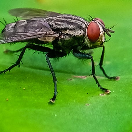 The New World screwworm is a species of parasitic fly that is well known for the way in which its larvae (maggots) eat the living tissue.