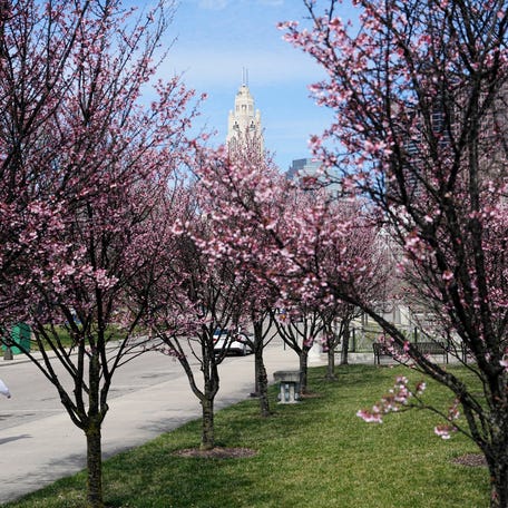 Plum trees blossom along the west side of the Scioto Mile in downtown Columbus on March 27, 2025. Plum trees are among the first fruit trees to bloom every spring.