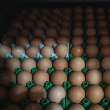 Chicken eggs are showing in an incubator Tuesday, March 18, 2025 at Sunnyside Hatchery in Beaver Dam, Wisconsin.