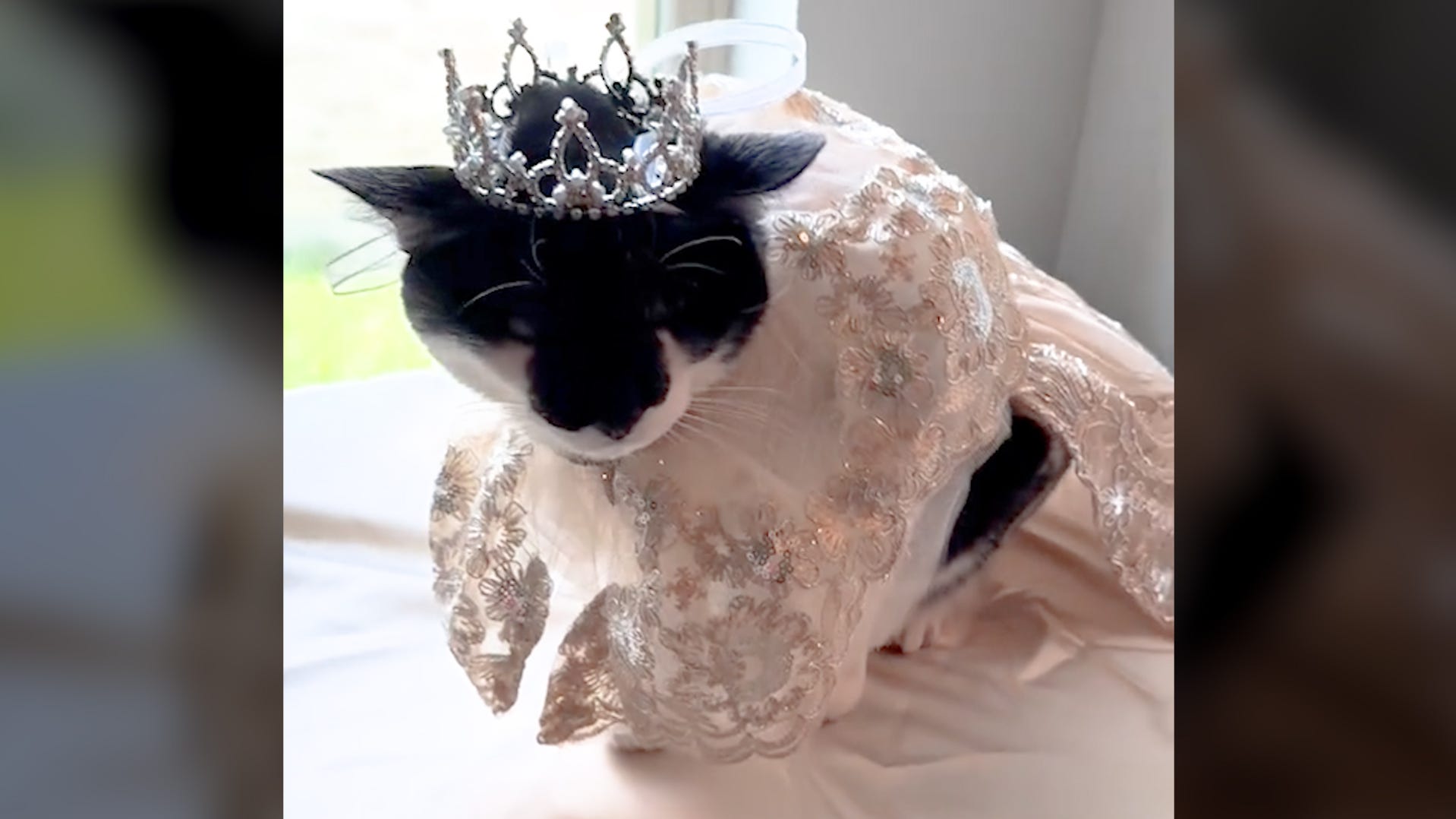 Adorable 15-year-old cat celebrates quinceañera with mariachi and custom dress