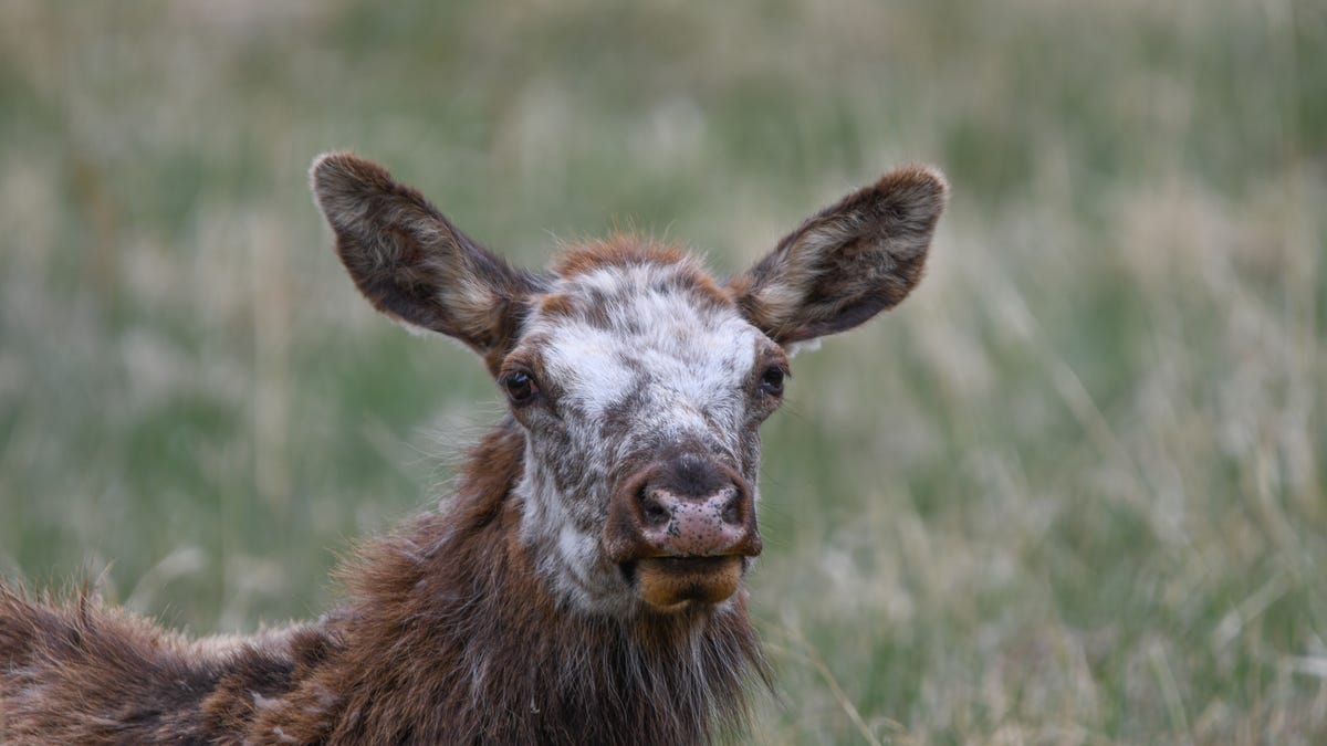 Piebald-cow-elk-5-5-2025-Wayne-D-Lewis-28.jpg