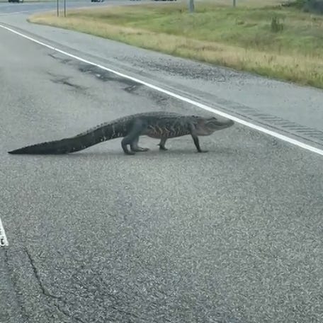 Drivers were startled by an alligator crossing the highway in Alabama on May 11, 2025.