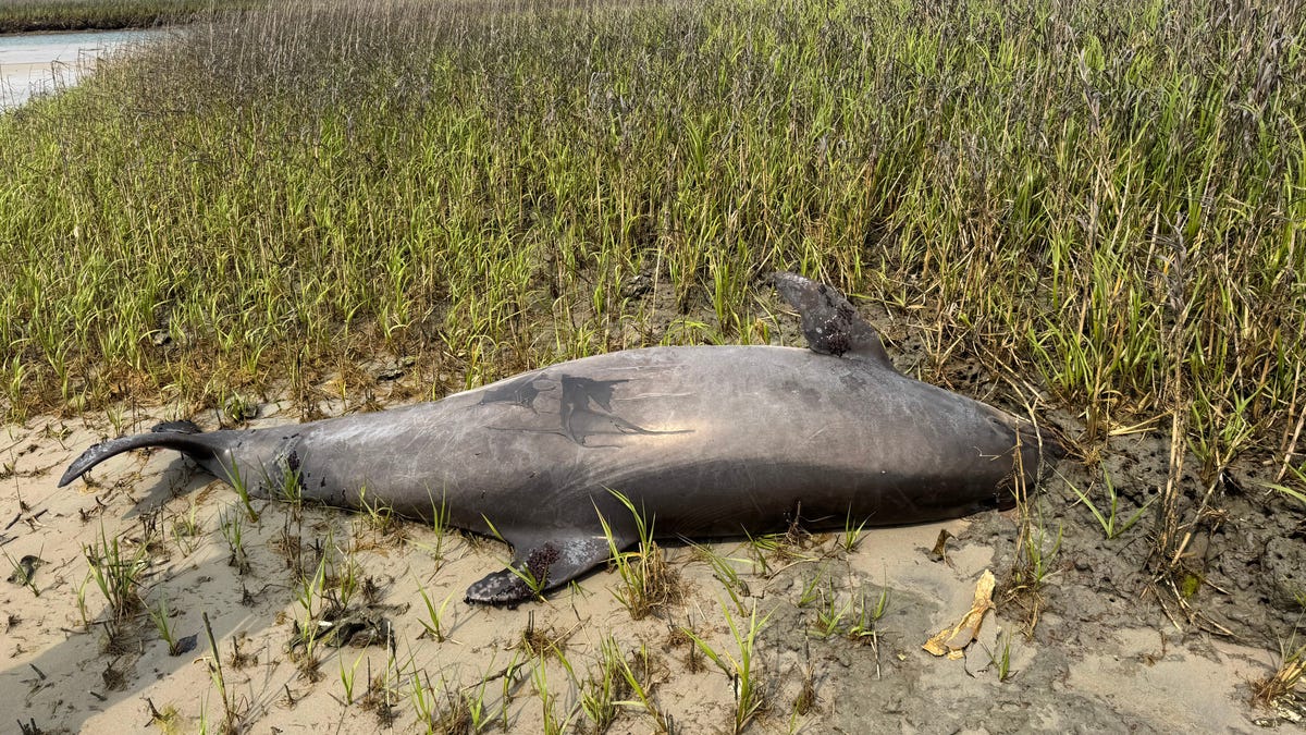 A dolphin was decapitated in North Carolina. NOAA is offering a reward for any information. A dolphin was decapitated in North Carolina. NOAA is offering a reward for any information.