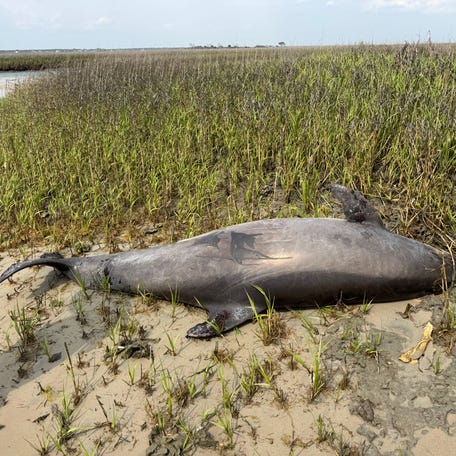 A stranded bottlenose dolphin was found in a tidal creek behind Lea-Hutaff Island on April 15. Someone later decapitated the marine mammal, an action that has led to a federal investigation.