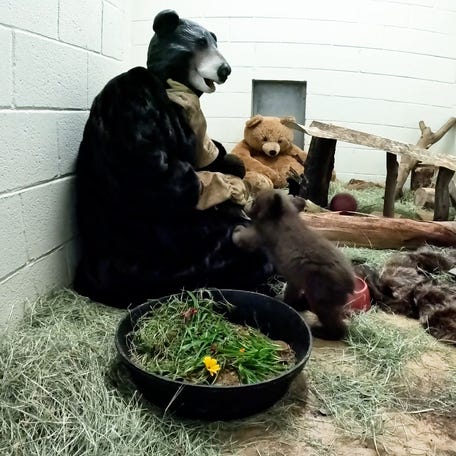 Tiny cub receives care from humans in bear suits
