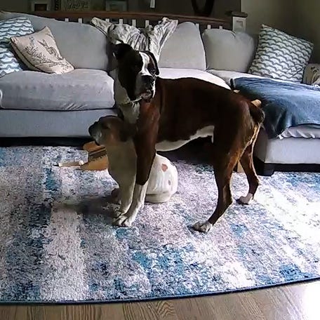 Watch boxer keep French bulldog alive during seizure while home alone Thumb