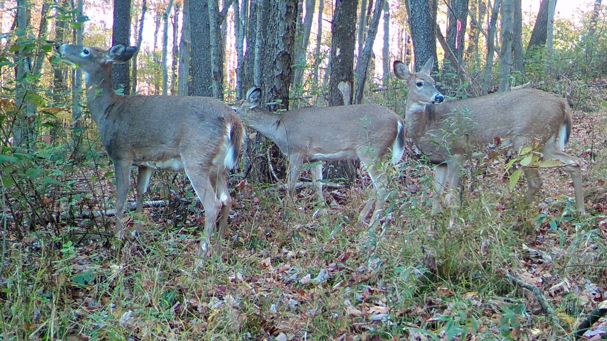 ‘Not your childhood BB guns’: Pa. legislator considers air rifles for big game hunting ‘Not your childhood BB guns’: Pa. legislator considers air rifles for big game hunting