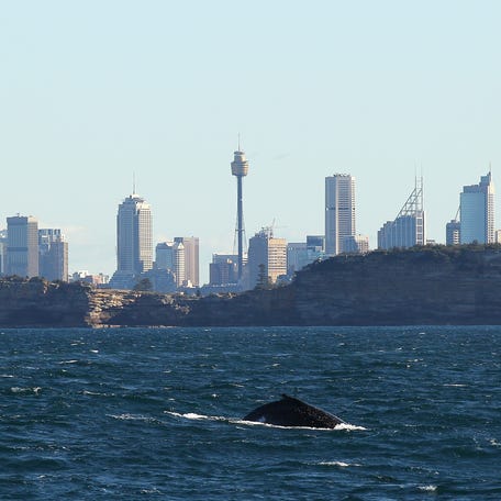 A humpback whale surfaces off Sydney Heads at the beginning of whale watching season during a Manly Whale Watching tour on June 23, 2011 in Sydney, Australia.