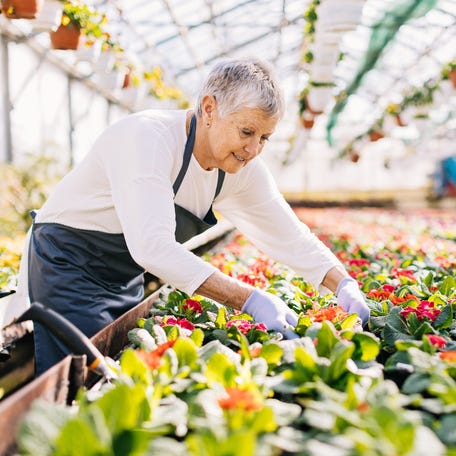 Senior woman working in the flower nursery.