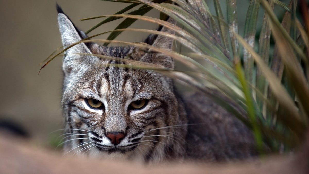 Two of the most dangerous animals in the world can be found in Vermont