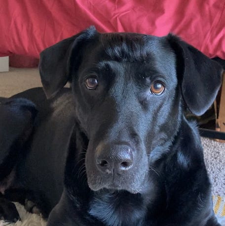 Sundae the black lab was adored by millions of fans online.