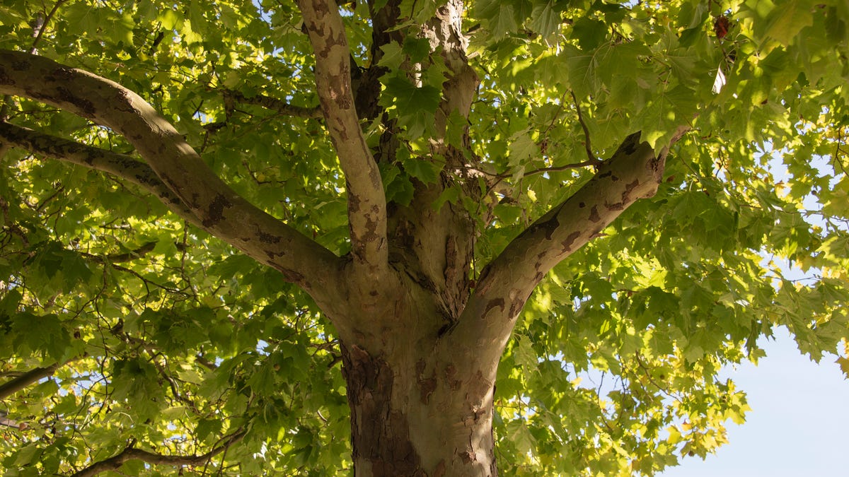 The oldest tree in Connecticut is around 300 years old. Here’s how to see it The oldest tree in Connecticut is around 300 years old. Here’s how to see it