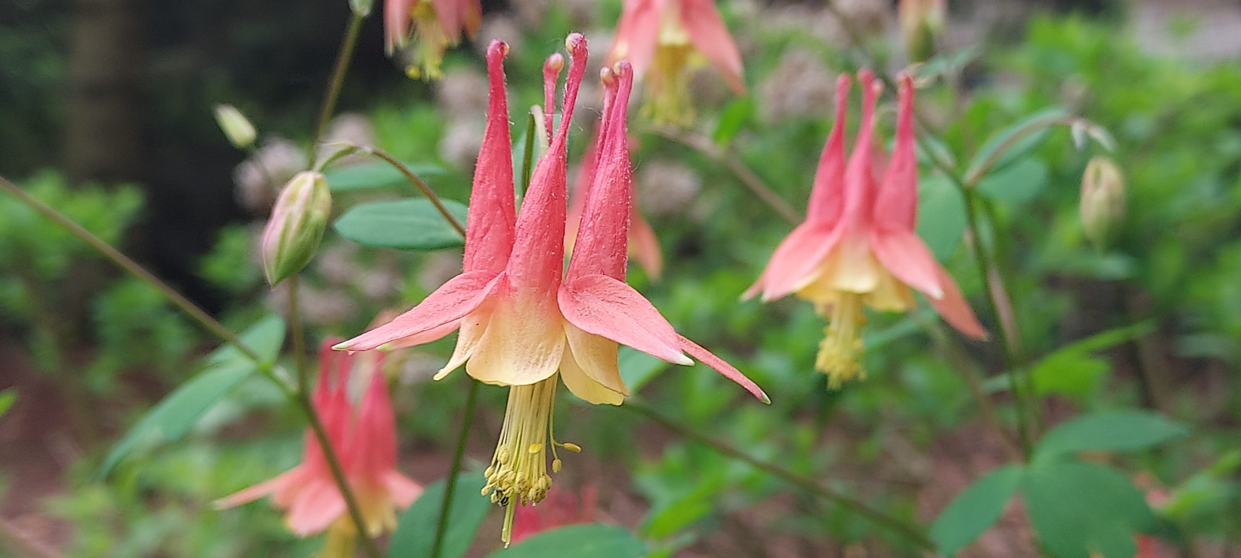https://www.gannett-cdn.com/authoring/authoring-images/2025/05/27/PDTF/83881782007-the-native-columbine-bloom-in-time-for-hummingbirds-returning-from-their-winter-migration.jpg?auto=webp&crop=3199,1799,x600,y0&format=pjpg&width=1200