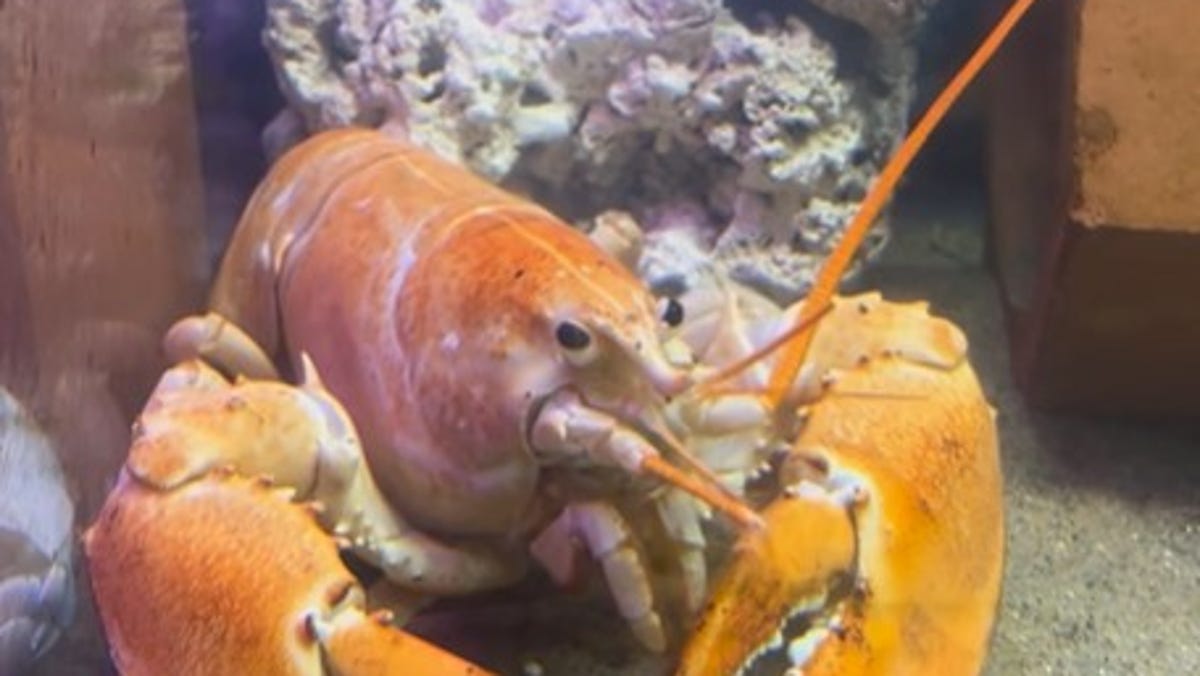 1-in-30 million gold lobster saved from all-you-can-eat New England ...