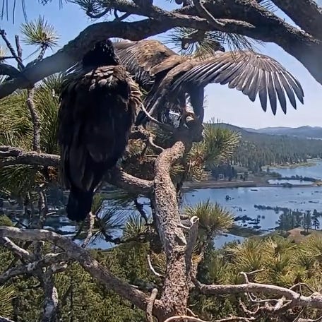 Celebrity bald eagle couple Jackie and Shadow experienced a parental milestone after one of their new baby eaglets left the nest and took their first flight Monday, June 2.