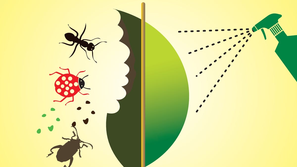 Manage pests before it’s too late Manage pests before it’s too late